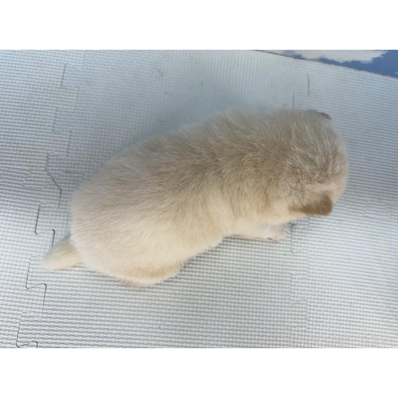 販売中の愛知県の豆柴-431251の2枚目