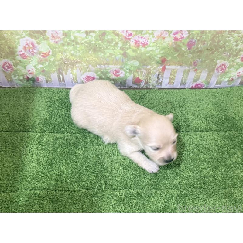 販売中の埼玉県のミックス犬-431253の3枚目