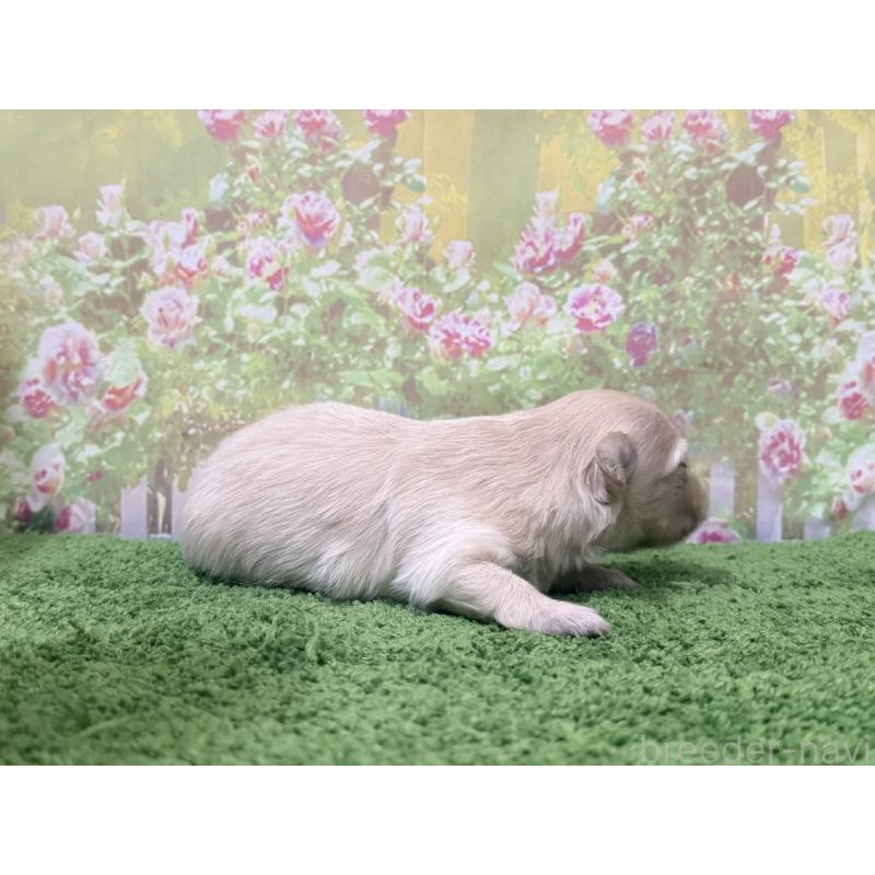 販売中の埼玉県のミックス犬-431253の2枚目