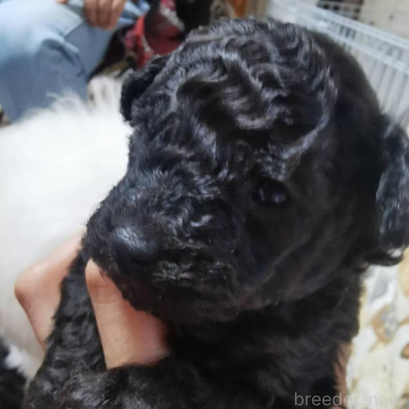 販売中の神奈川県のトイプードル-431250