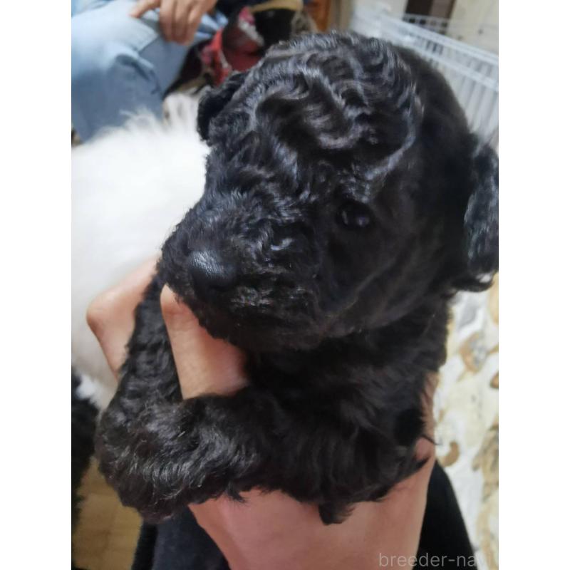 販売中の神奈川県のトイプードル-431250の2枚目