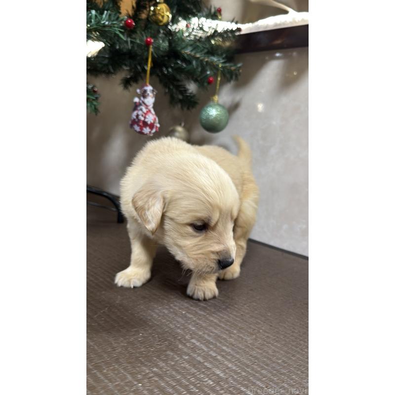 成約済の東京都のゴールデンレトリーバー-426834の3枚目