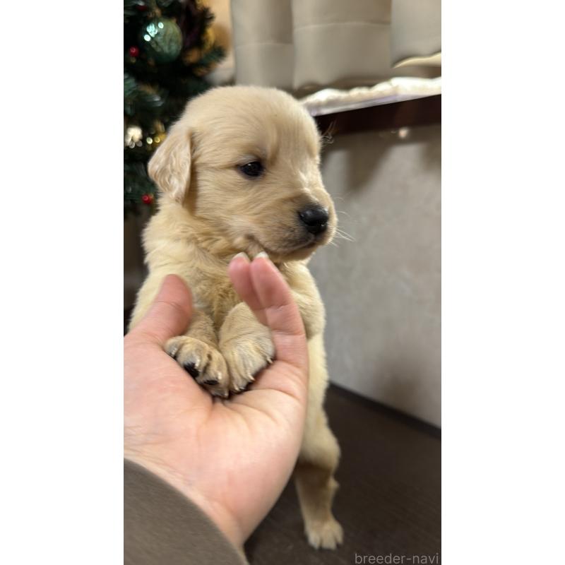 成約済の東京都のゴールデンレトリーバー-426834の2枚目