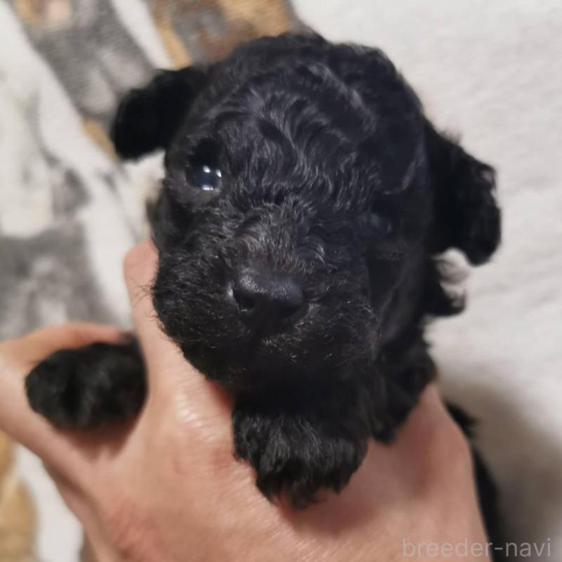 販売中の神奈川県のトイプードル-431254