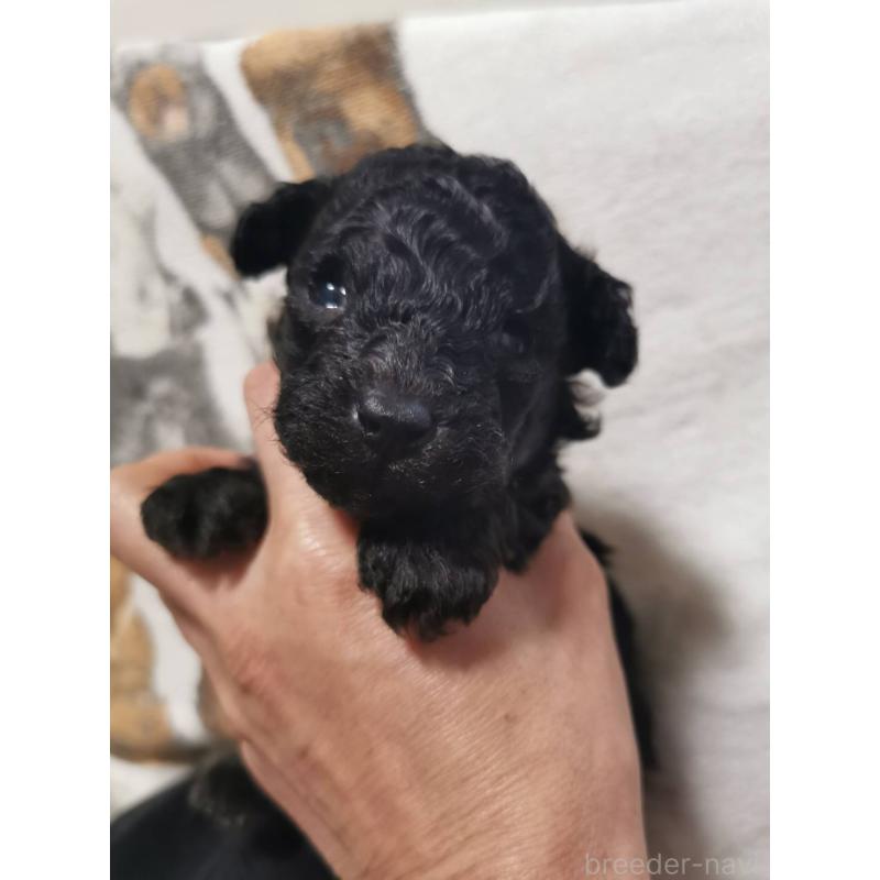 販売中の神奈川県のトイプードル-431254の2枚目