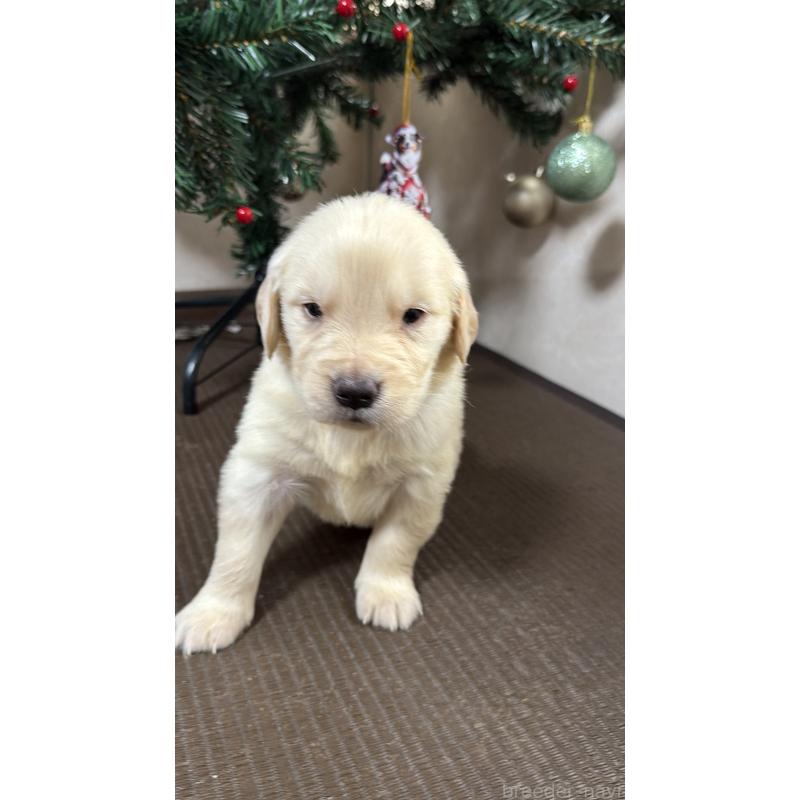 販売中の東京都のゴールデンレトリーバー-424571の4枚目