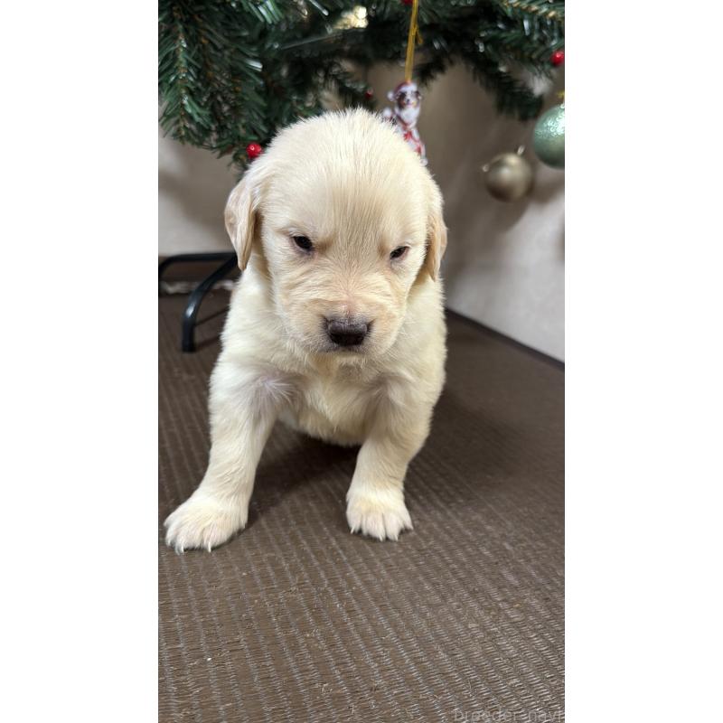 販売中の東京都のゴールデンレトリーバー-424571の3枚目