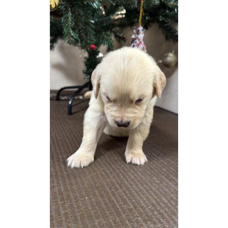 販売中の東京都のゴールデンレトリーバー-424571の2枚目