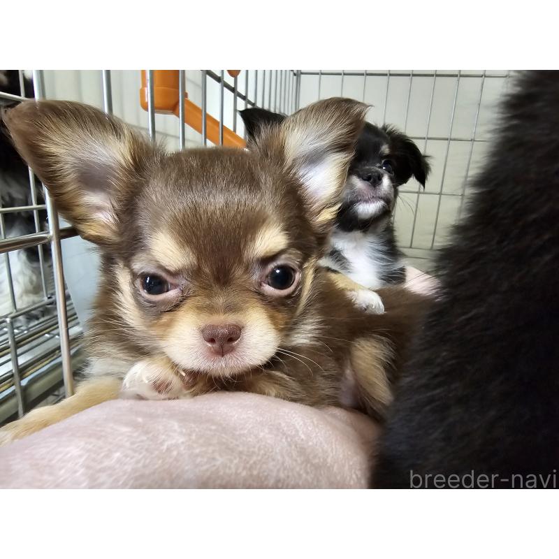 販売中の愛知県のチワワ(ロングコート)-431257の6枚目