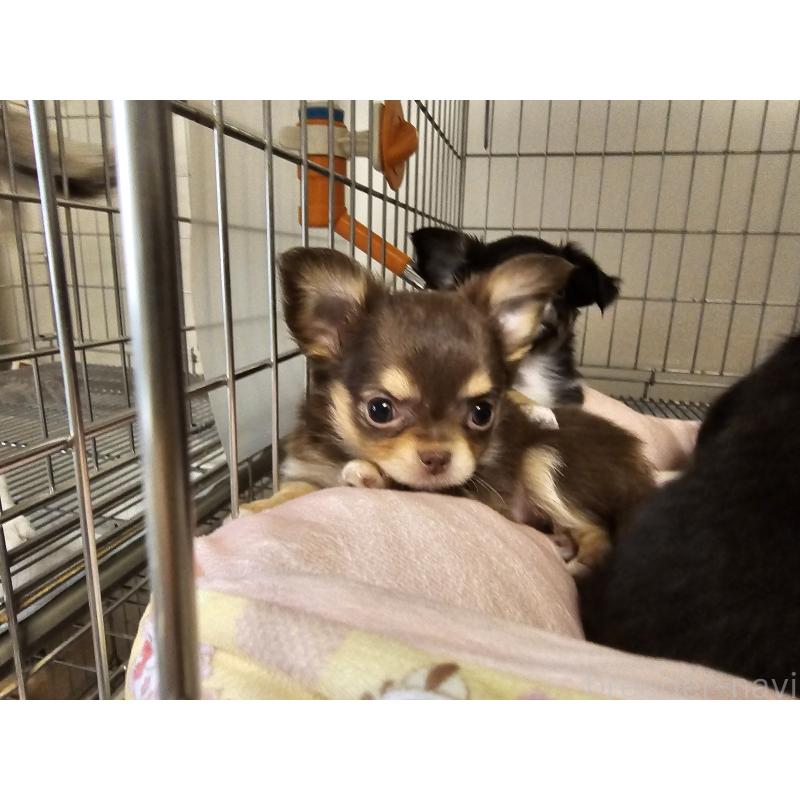 販売中の愛知県のチワワ(ロングコート)-431257の5枚目