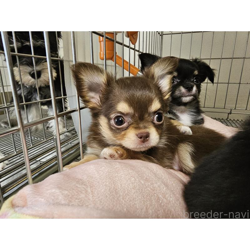 販売中の愛知県のチワワ(ロングコート)-431257の4枚目