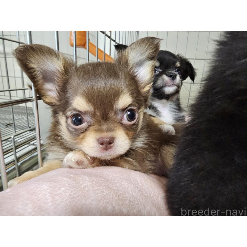 販売中の愛知県のチワワ(ロングコート)-431257の3枚目