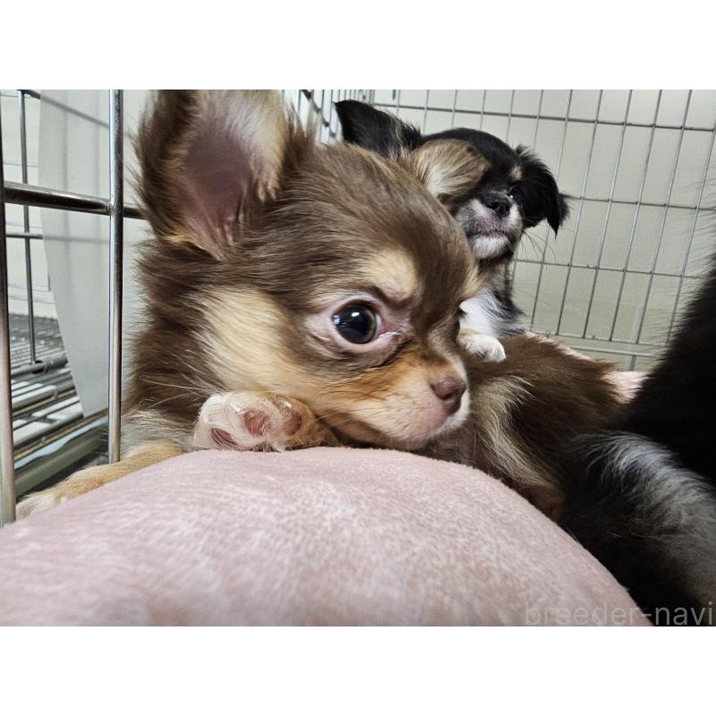 販売中の愛知県のチワワ(ロングコート)-431257の2枚目