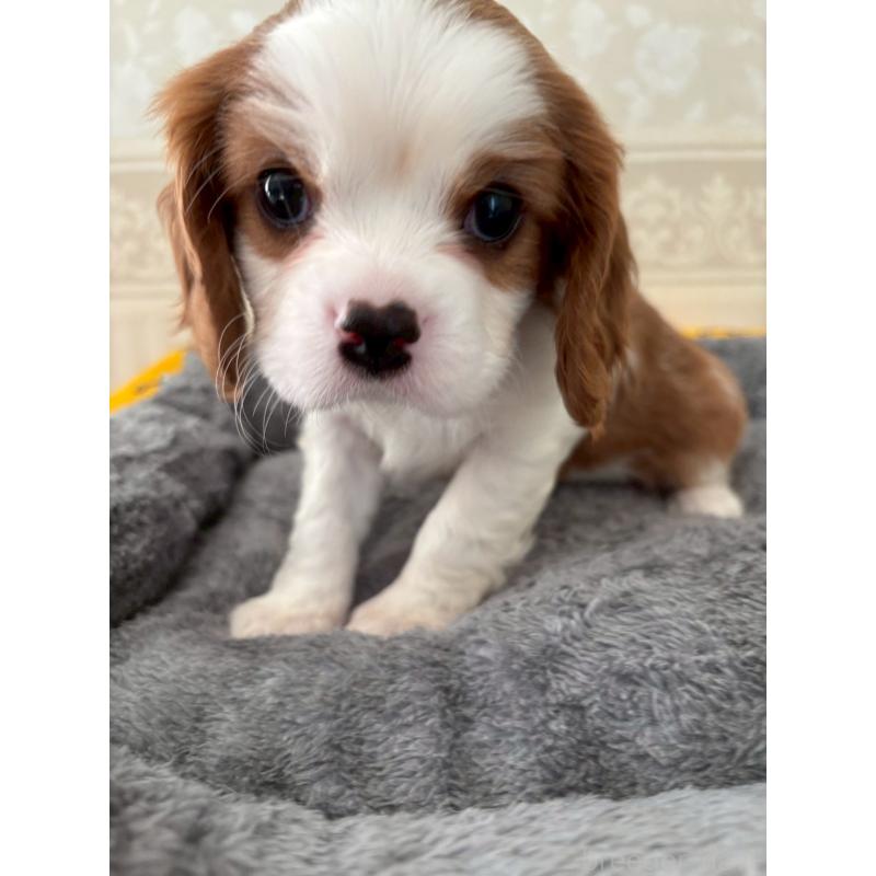 販売中の福岡県のキャバリアキングチャールズスパニエル-431258の4枚目