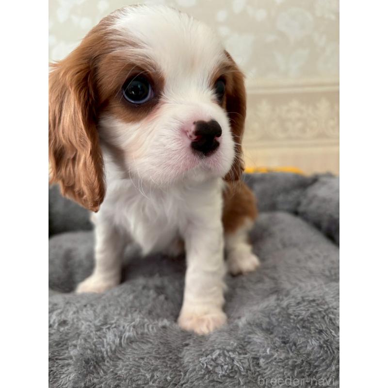 販売中の福岡県のキャバリアキングチャールズスパニエル-431258の3枚目