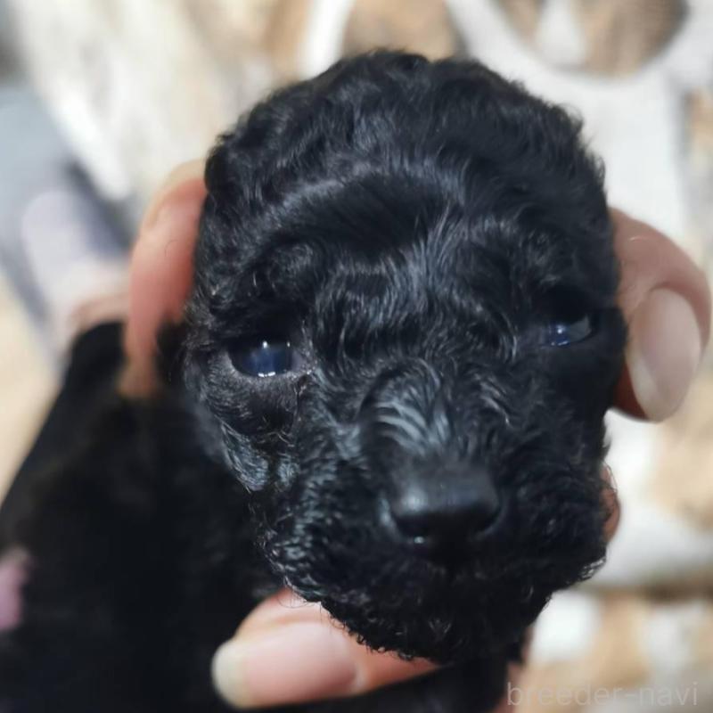 販売中の神奈川県のトイプードル-431256