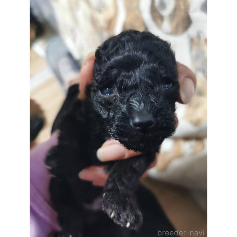 販売中の神奈川県のトイプードル-431256の2枚目