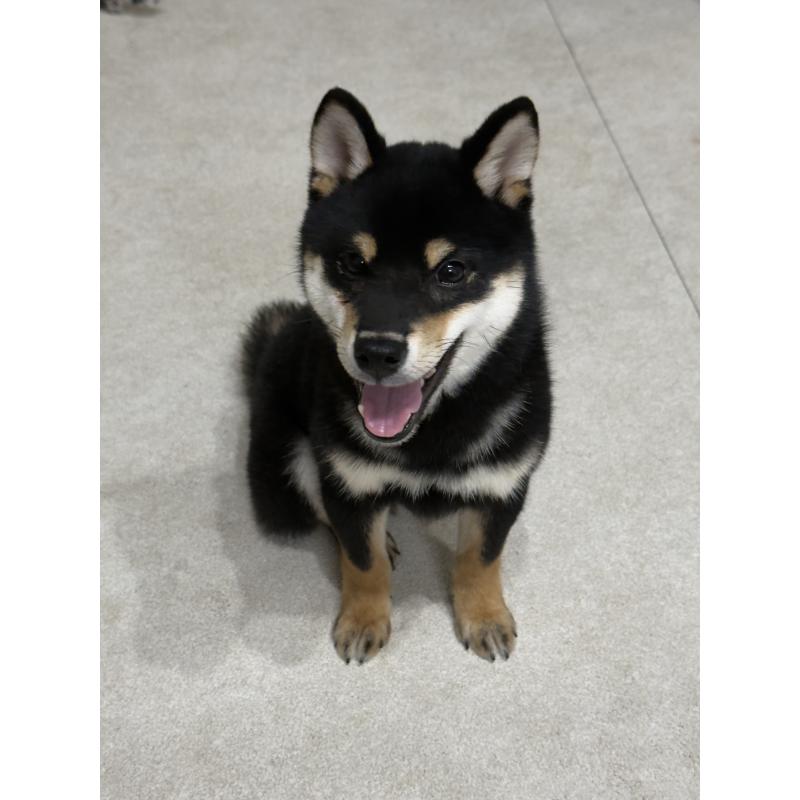 販売中の香川県の豆柴-431265の2枚目