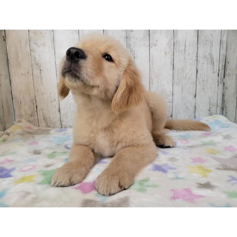 販売中の三重県のゴールデンレトリーバー-425858の5枚目