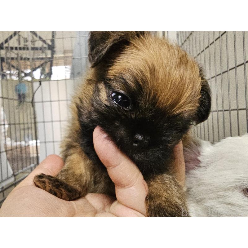 販売中の愛知県のブリュッセルグリフォン-431259の7枚目