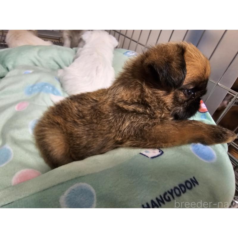 販売中の愛知県のブリュッセルグリフォン-431259の6枚目