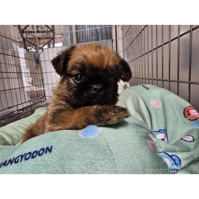 販売中の愛知県のブリュッセルグリフォン-431259の5枚目