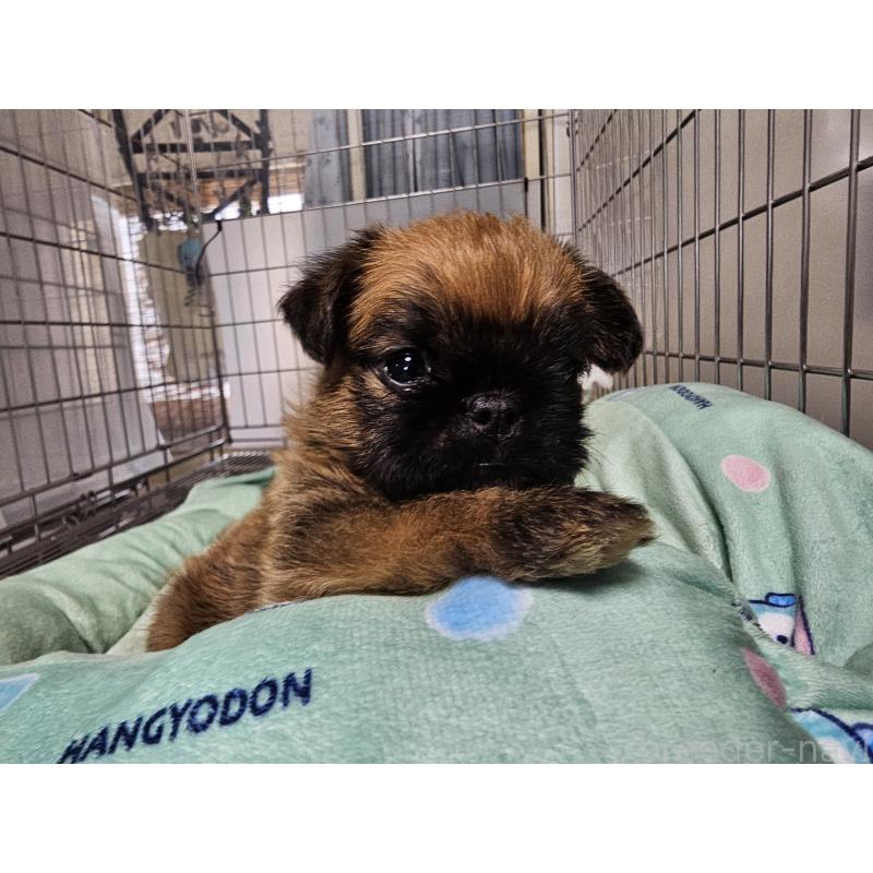 販売中の愛知県のブリュッセルグリフォン-431259の4枚目