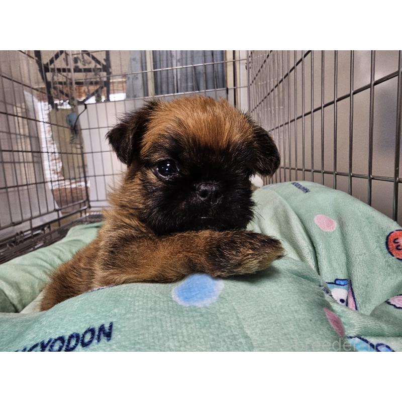販売中の愛知県のブリュッセルグリフォン-431259の3枚目