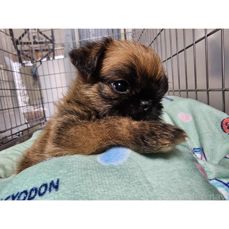 販売中の愛知県のブリュッセルグリフォン-431259の2枚目