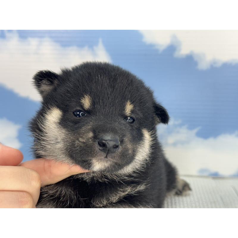 販売中の愛知県の豆柴-431260の5枚目