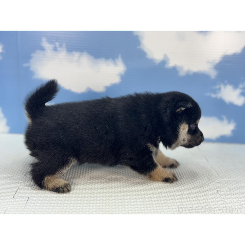 販売中の愛知県の豆柴-431260の4枚目