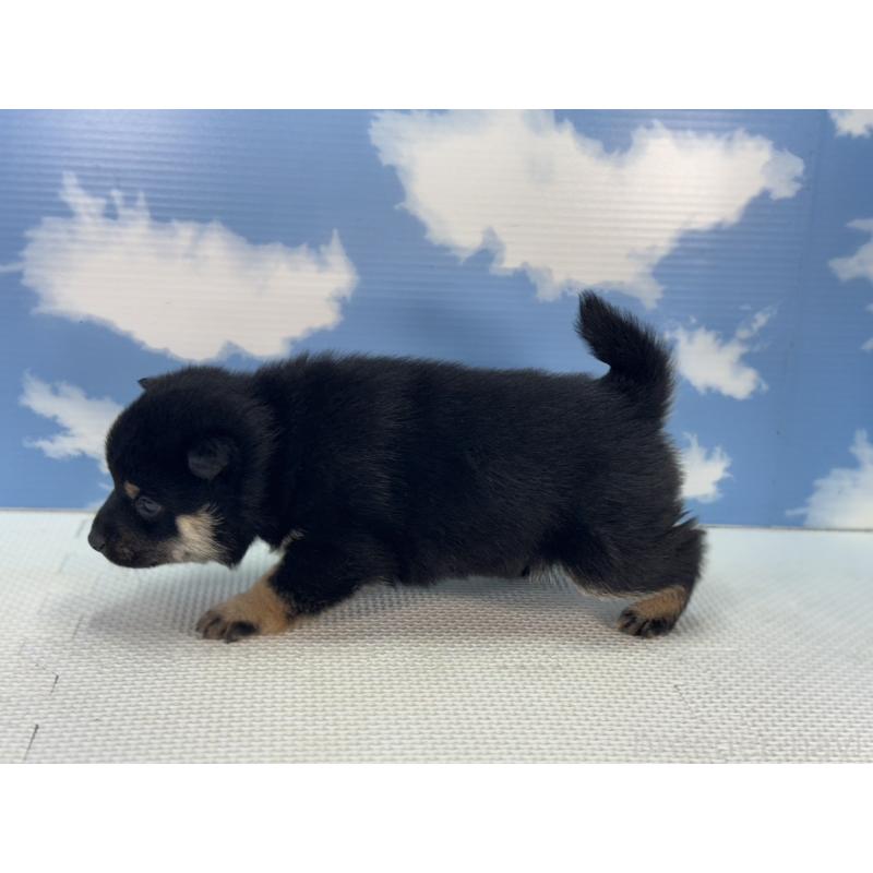 販売中の愛知県の豆柴-431260の3枚目