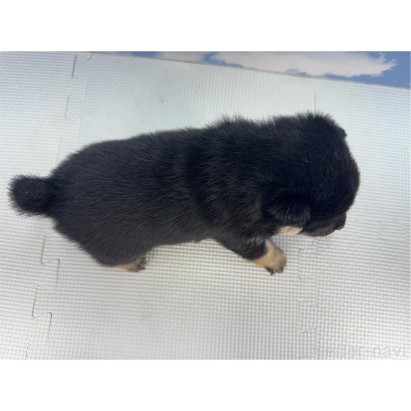 販売中の愛知県の豆柴-431260の2枚目