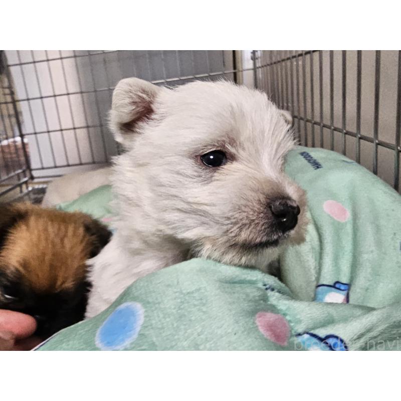 販売中の愛知県のウエストハイランドホワイトテリア(ウエスティ)-431262の8枚目