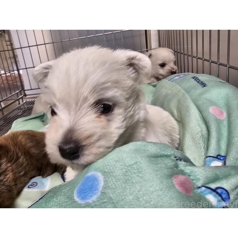 販売中の愛知県のウエストハイランドホワイトテリア(ウエスティ)-431262の7枚目