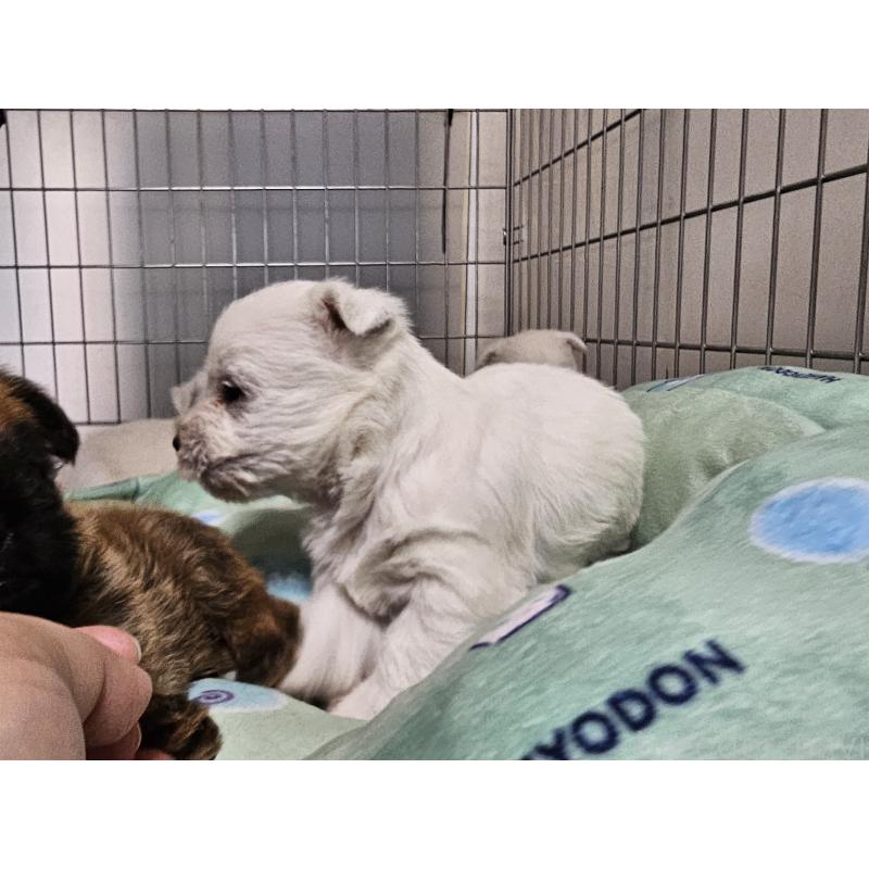 販売中の愛知県のウエストハイランドホワイトテリア(ウエスティ)-431262の6枚目