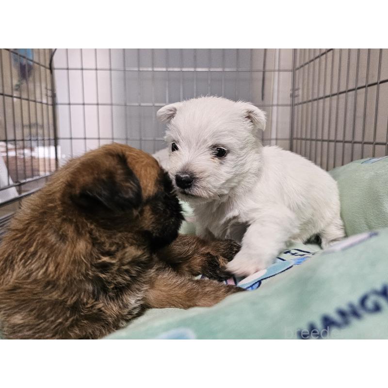 販売中の愛知県のウエストハイランドホワイトテリア(ウエスティ)-431262の5枚目