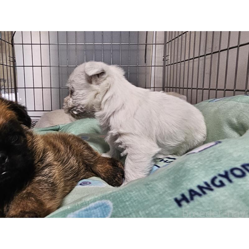 販売中の愛知県のウエストハイランドホワイトテリア(ウエスティ)-431262の4枚目