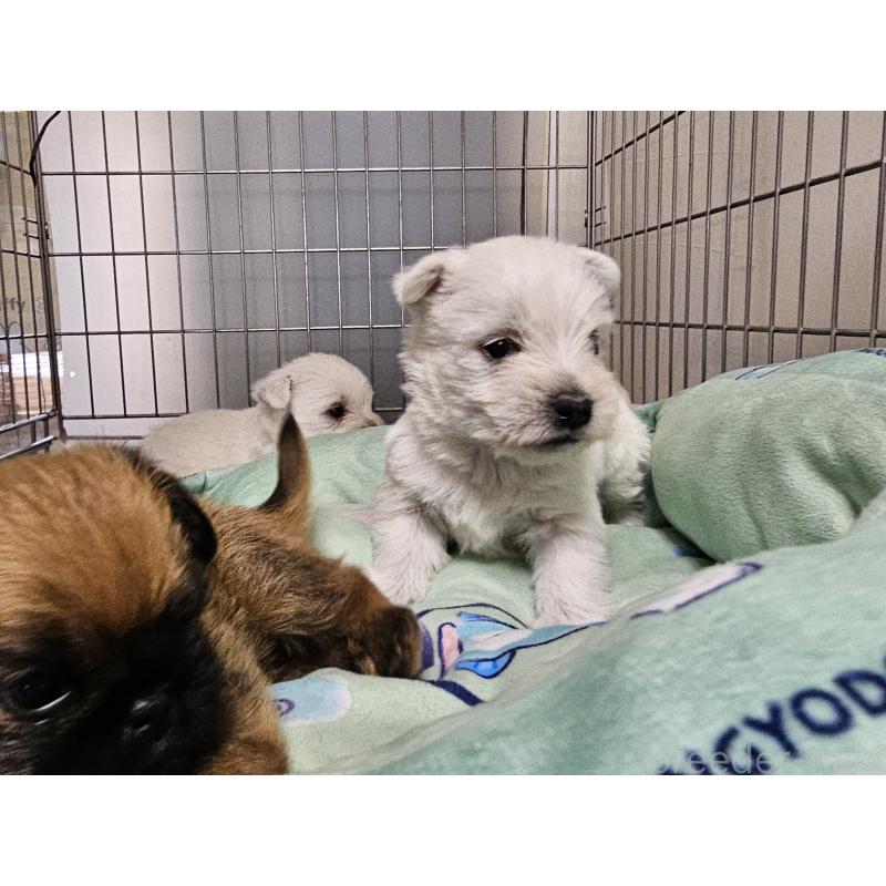 販売中の愛知県のウエストハイランドホワイトテリア(ウエスティ)-431262の3枚目