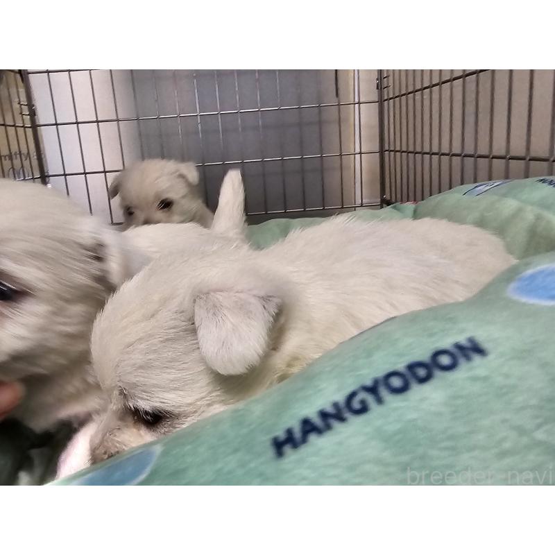 販売中の愛知県のウエストハイランドホワイトテリア(ウエスティ)-431262の2枚目