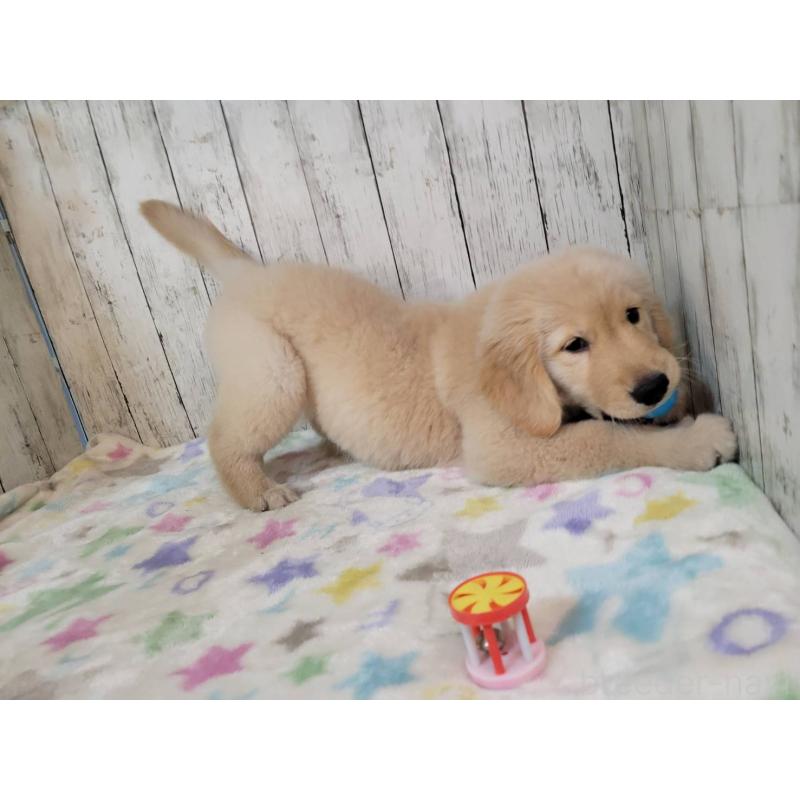 販売中の三重県のゴールデンレトリーバー-431261の3枚目