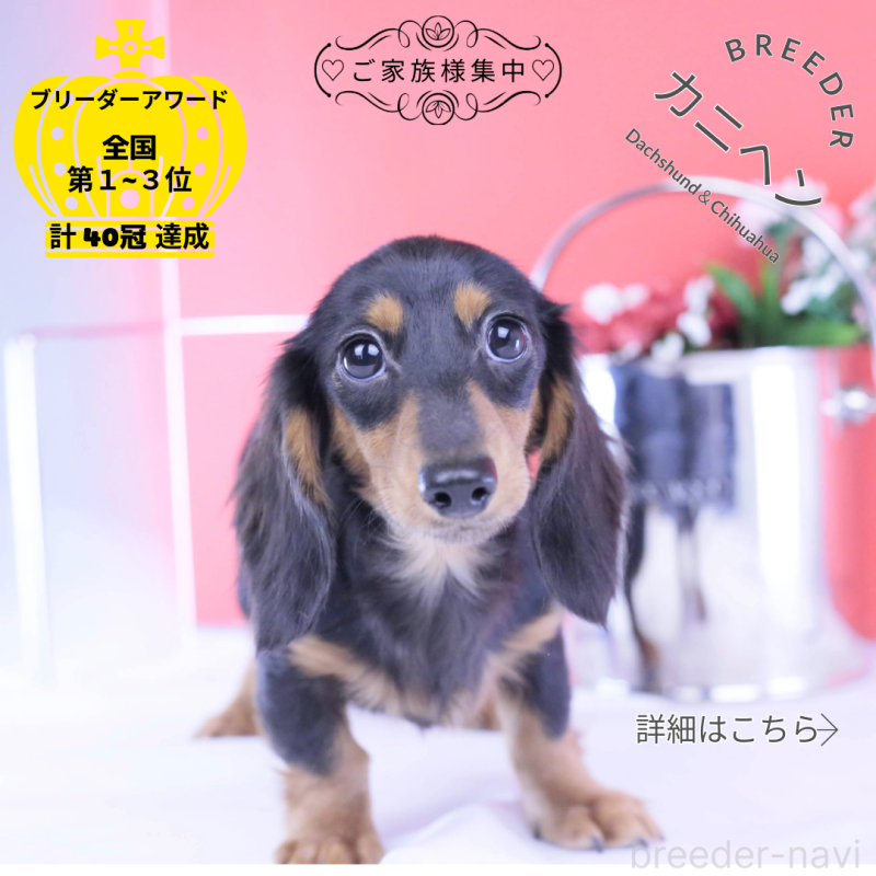 販売中の愛知県のカニンヘンダックスフンド(ロングヘアード)-401458