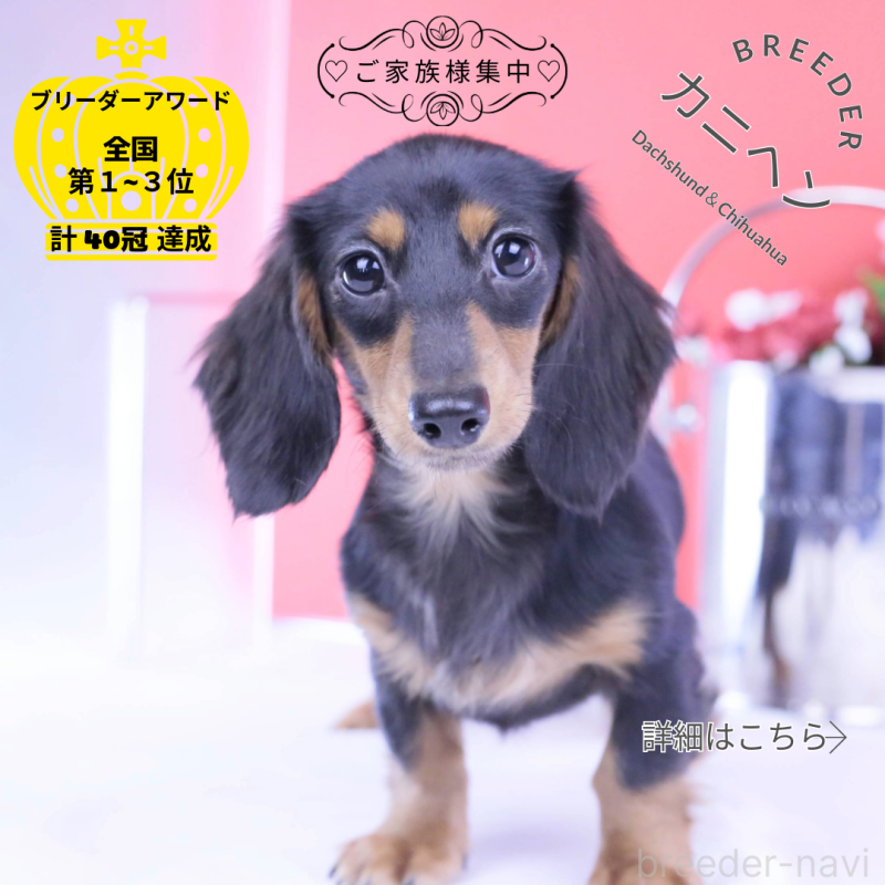 販売中の愛知県のカニンヘンダックスフンド(ロングヘアード)-401458の14枚目