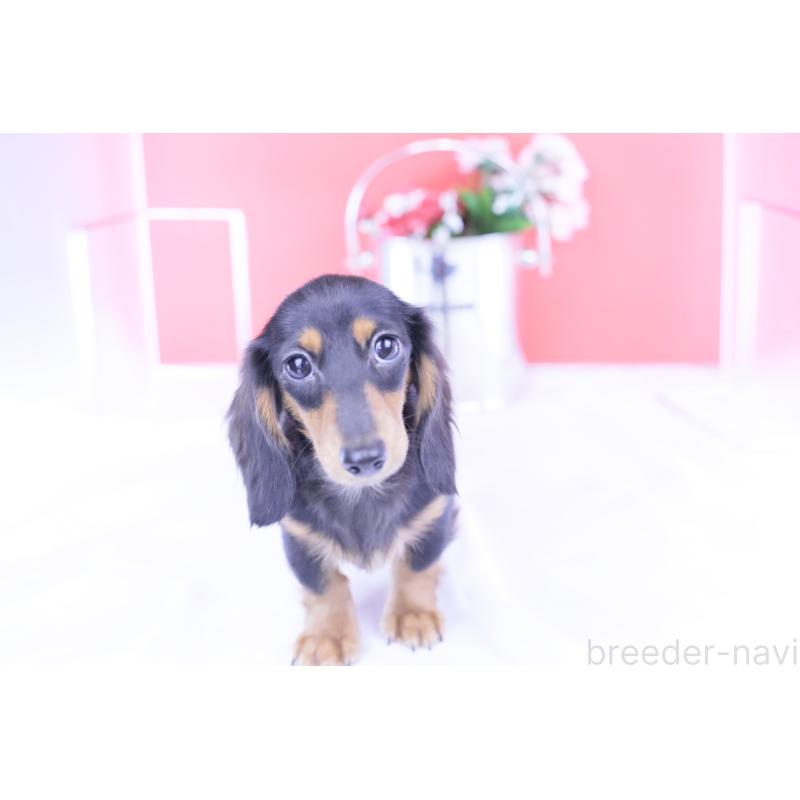 販売中の愛知県のカニンヘンダックスフンド(ロングヘアード)-401458の11枚目