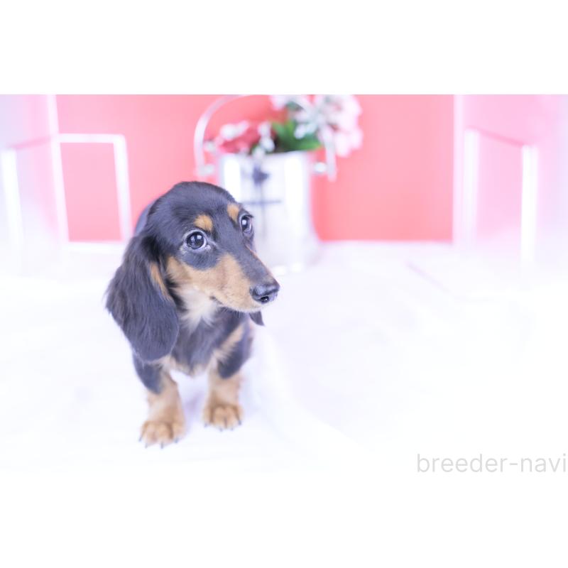 販売中の愛知県のカニンヘンダックスフンド(ロングヘアード)-401458の10枚目