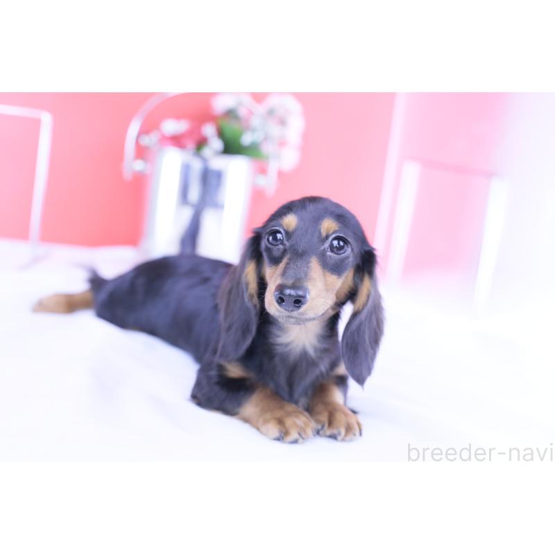 販売中の愛知県のカニンヘンダックスフンド(ロングヘアード)-401458の3枚目