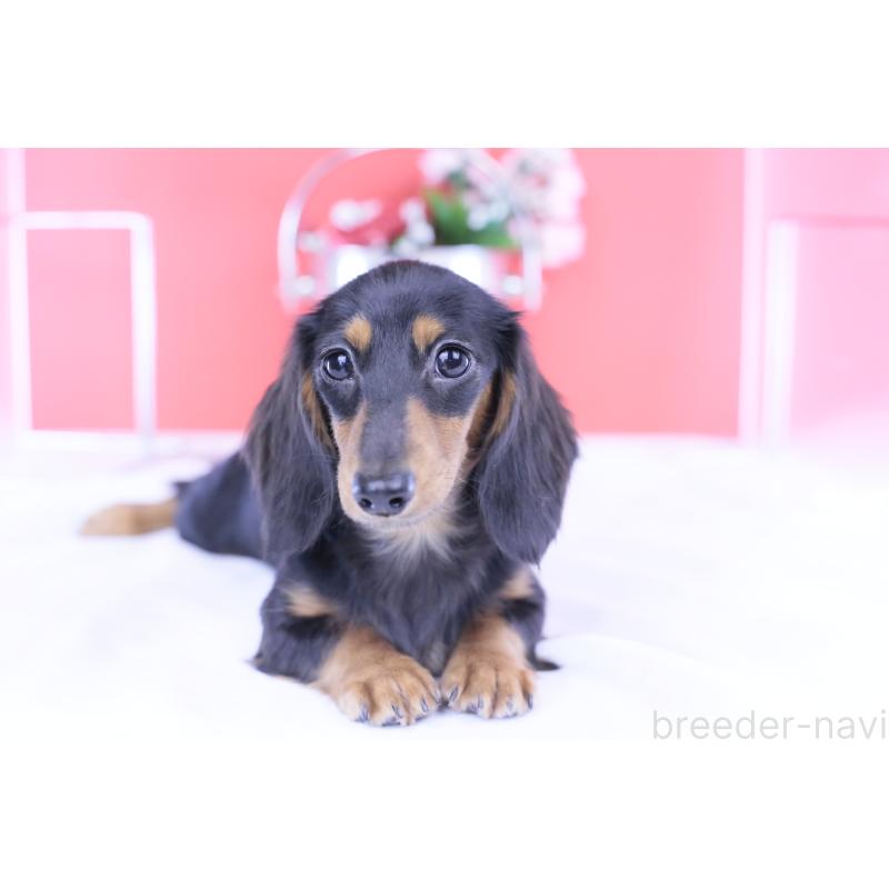 販売中の愛知県のカニンヘンダックスフンド(ロングヘアード)-401458の2枚目