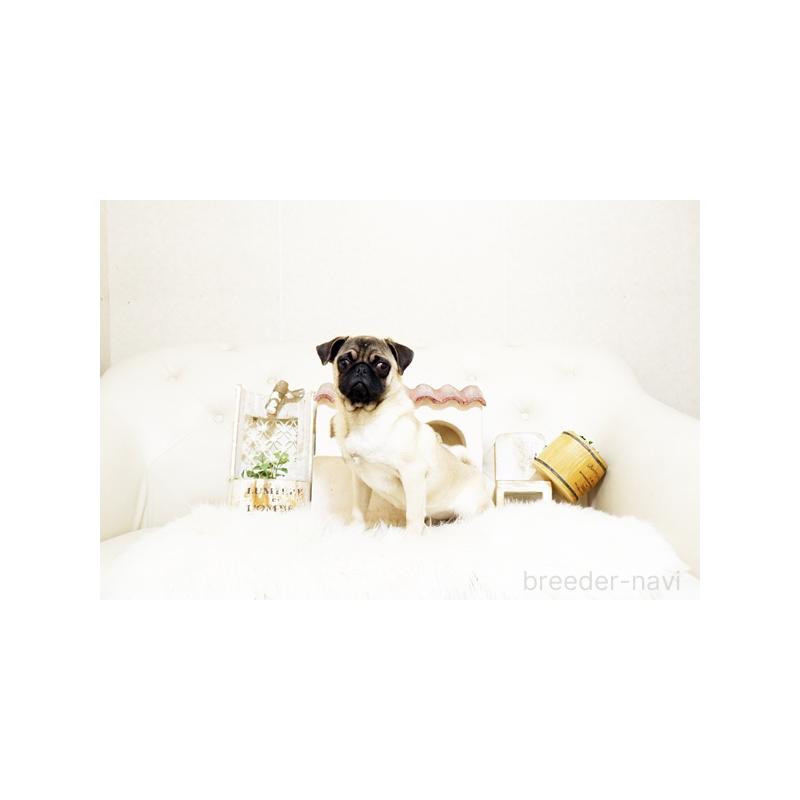 販売中の佐賀県のパグ-401151の5枚目