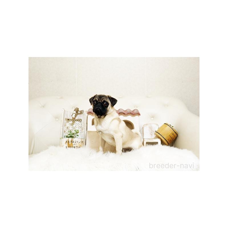 販売中の佐賀県のパグ-401151の4枚目