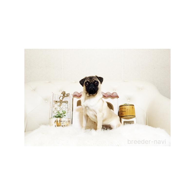 販売中の佐賀県のパグ-401151の3枚目